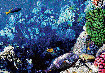 Underwater adventures