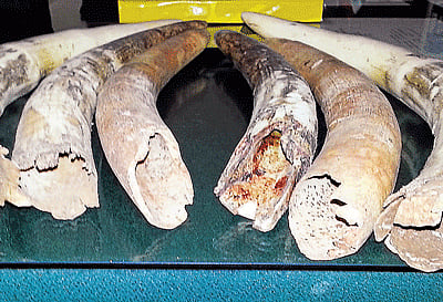 Hebbugodi police seized tusks that were being sold at Chandapura on Saturday. DH Photo