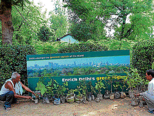 Free saplings are offered across the city as part of the Plant Tree campaign to promote love for nature.