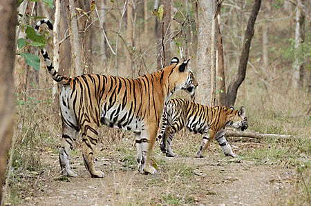 Tigers in Achanakmar Tiger Reserve. Wikipedia Image