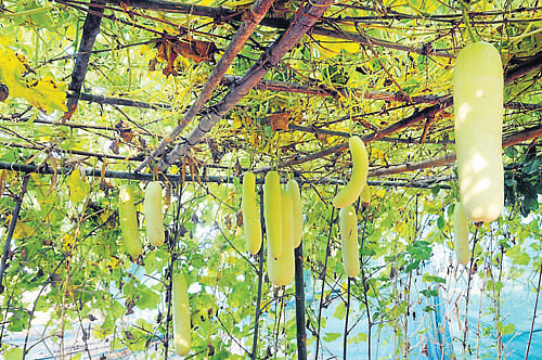 A cucumber farm developed in terrace.