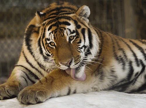 The quadrennial tiger census held across the country, will kick off in the State at Bandipur Tiger Reserve (BTR), Gundlupet taluk, Chamarajanagar district, on December 18.  AP File Photo.