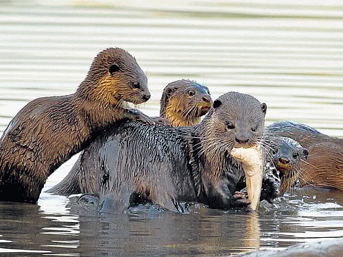 Otters are endorsed as 'wetland ambassadors' to promote the conservation of freshwater biomes. Photo by Imtiaz Khan K