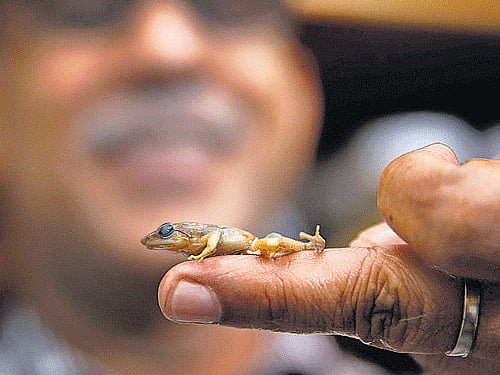 A rare species of dancing frog.