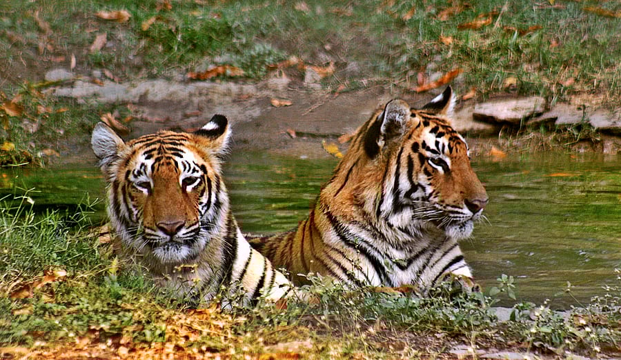 Forest department aims to  regulate wildlife photography