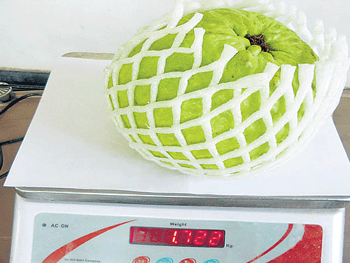 This hybrid guava weighs 1.7 kg. Smaller varieties among the lot are priced at Rs 30-40 apiece, while the bigger ones are priced as high as Rs 460 a kg. dh photo