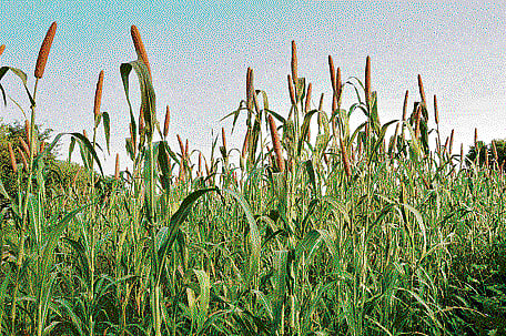 Though Maharashtra government has given 'no objection certificate' for field trials of some genetically modified (GM) crops, the Centre will take a final call on whether to allow such crops in the market or not, Chief Minister Devendra Fadnavis has said.