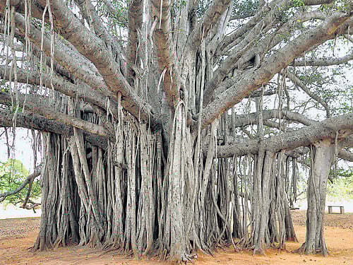 Royal City's green umbrella