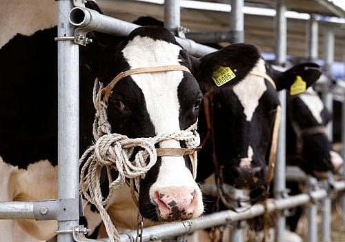 Cow. Reuters File Photo.