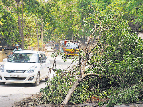 The bus was carrying children home after school when a huge tree fell on it at about 4.45 pm. Initial reports suggested that the three had been uprooted in the heavy rains and gust. DH file photo. For representation purpose