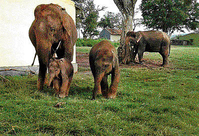 Chaitra, who has been unchained after nearly 20 days, is seen frolicking with her two calves at the Bandipur camp on Monday. DH PHOTO