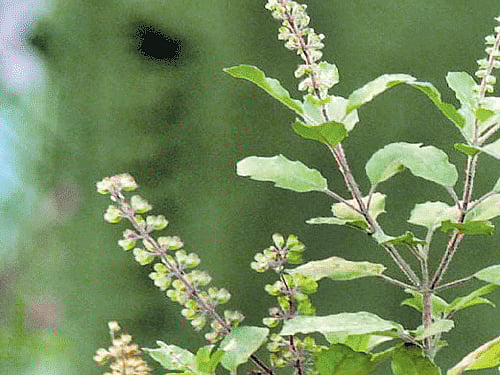 Database soon of medicinal plants, traditional healthcare