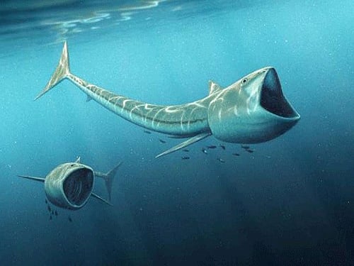 Rhinconichthys belongs to an extinct bony fish group called pachycormids, which contains the largest bony fish ever to have lived. The new study specifically focuses on highly elusive forms of this fish group that ate plankton. Image courtesy Twitter.