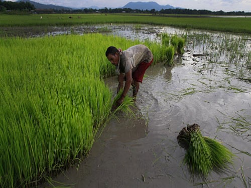 Rice crops that can help farmers save money, cut pollution