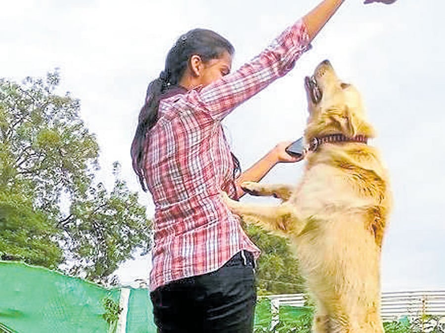 The kennel near Khanapur allows guests to play with a dog of their choice.
