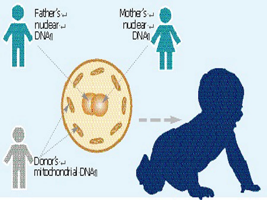 limiting disease inheritance The MRT procedure involves three people - father, mother and a healthy female mitochondrial donor.