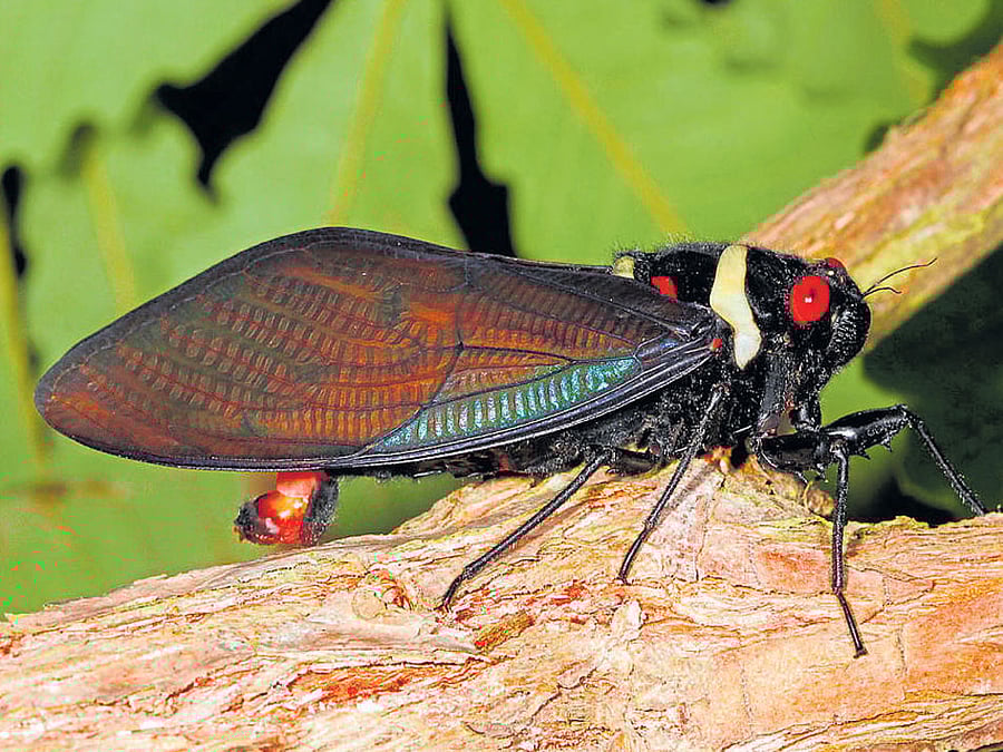 diversity The new catalogue describes over 280 different cicadas that are found in the Indian  subcontinent. PHOTOS BY Krushnamegh Kunte