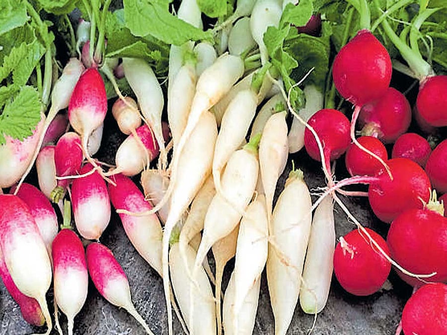 Rage for radishes