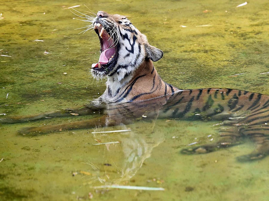 Easy to make with bicycle cable wires and quick to set up, wire snares are rapidly becoming the deadliest method of poaching in Asia.  PTI file image.