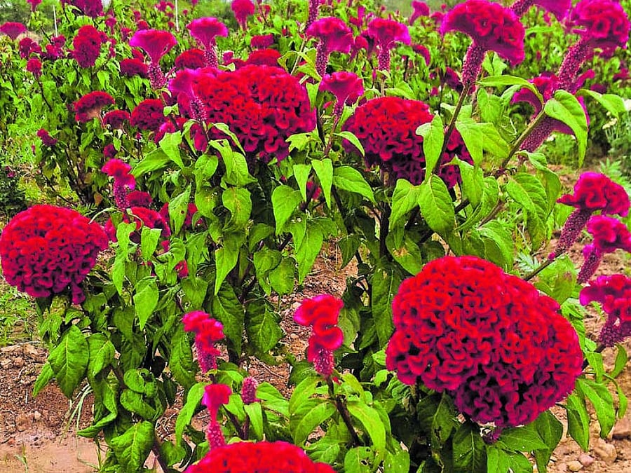 Velvet flower grown in Challakere taluk.