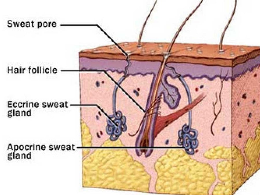 A PEEK INTO YOUR WELLNESS Scientists consider sweat as a window to our health as it is a watered-down form of urine.