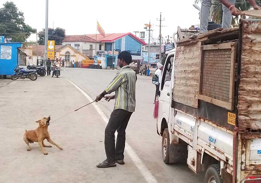 A man traps a stray dog in Belur town on Saturday.