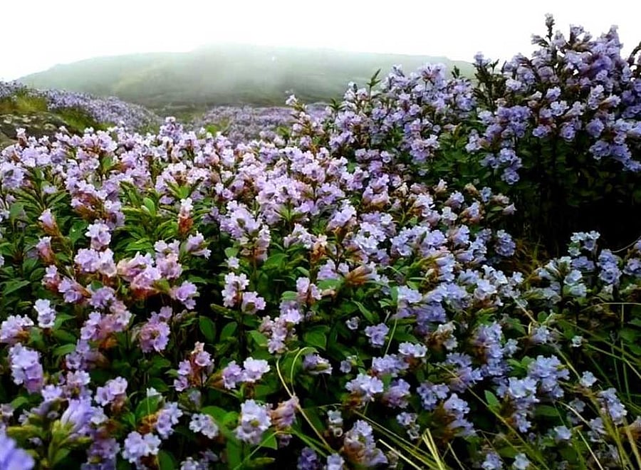Neelakurinji