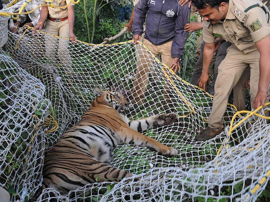 The tiger that was captured by Forest department personnel near Antharasanthe, in H D Kote taluk, Mysuru district, on Tuesday. DH photo