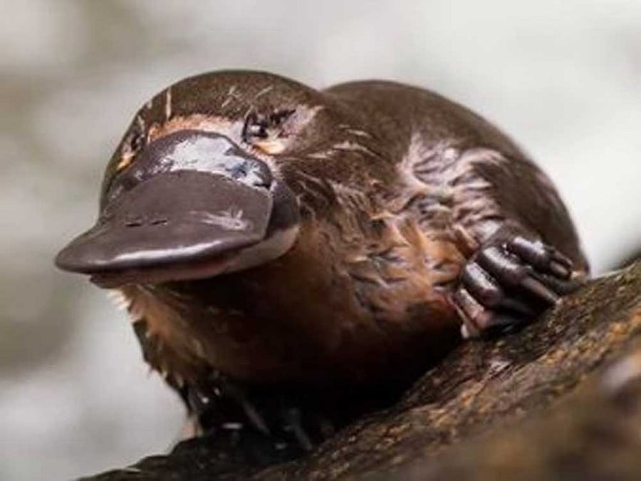 Due to its unique features - duck-billed, egg-laying, beaver-tailed and venomous- the platypus has long exerted a powerful appeal to scientists, making it an important subject in the study of evolutionary biology.
