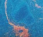 Crude oil sits on the surface of water in the Gulf of  Mexico. AFP