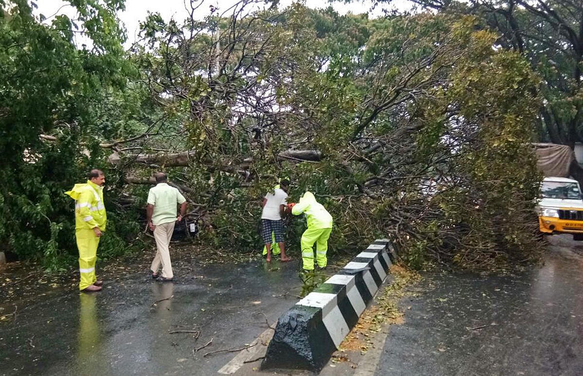 What causes tree crashes?