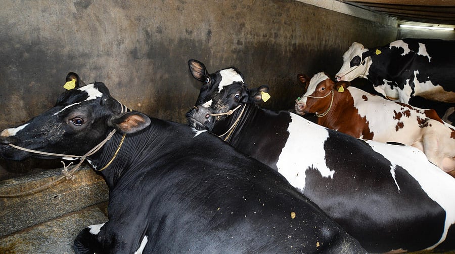 In the new rules, the sick, unfit and pregnant animals can't be traded in an animal market. DH file photo.