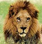 The census gives details of the age-wise ratio of lions.