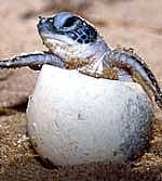 Olive Ridley Turtles