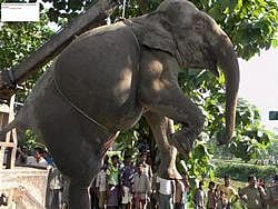 The carcass of a wild elephant that died after an accident with a train in Morghat forest range, is taken away in Jalpaiguri district of West Bengal on Thursday. PTI