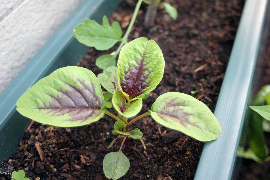 Amaranth plant. Picture credit: flickr.com/ Kasey Lo