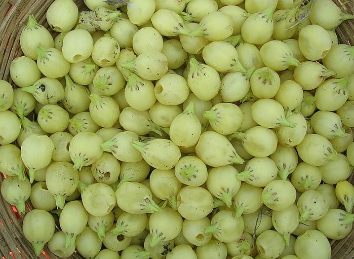 Mahua flowers aka Madhuca Indica (Credit: Creative Commons/Gypsypkd)