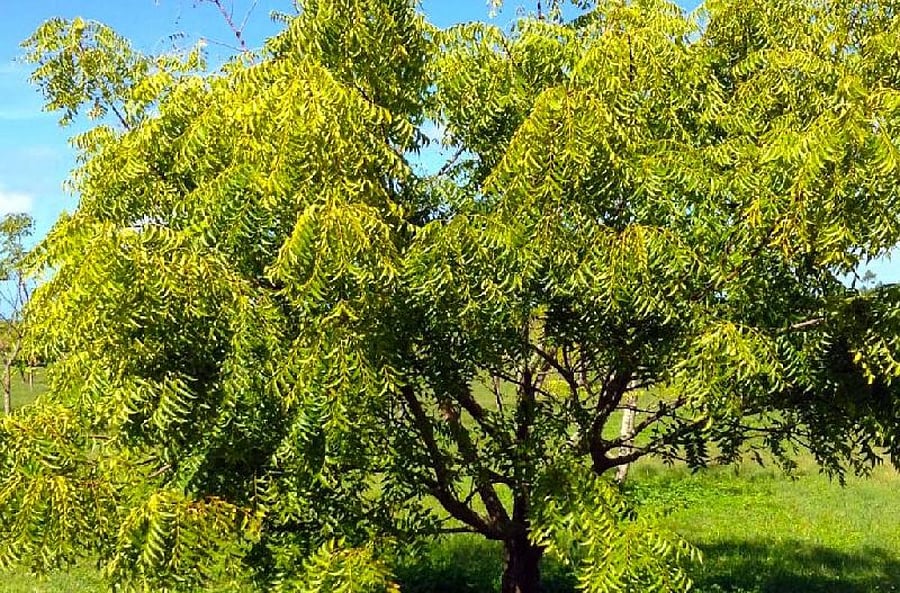 Neem tree, DH file photo