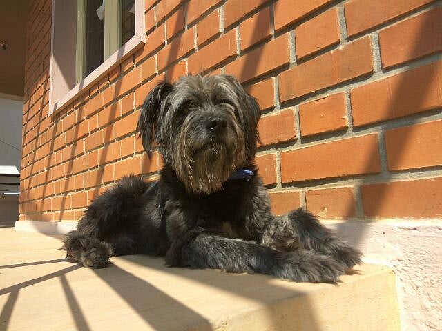 Scotty