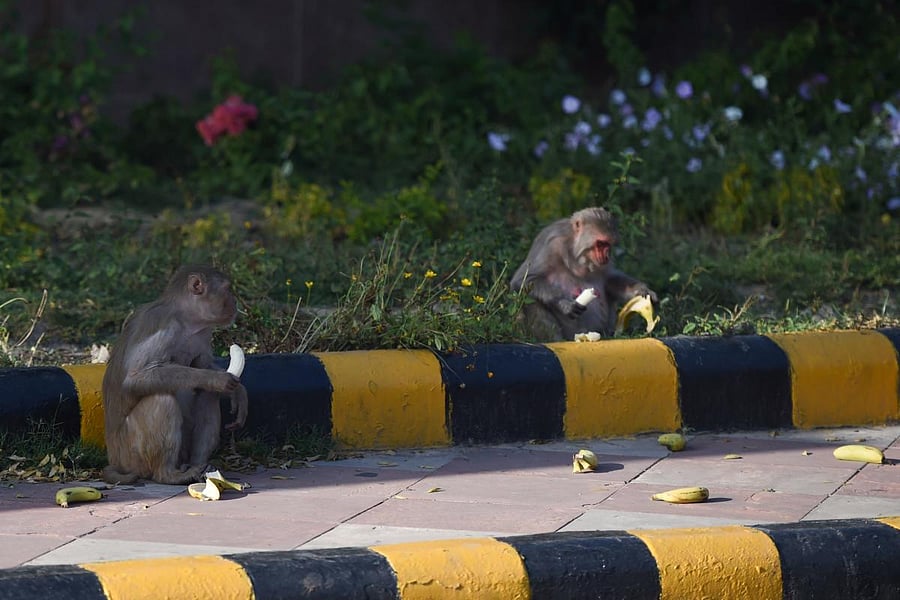 Hundreds of monkeys have taken over the streets (AFP Photo)