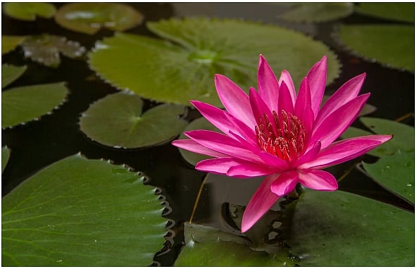 The MEA said that this symbol is India's national flower and is part of the enhanced security features to identify fake passports. (DH Photo)