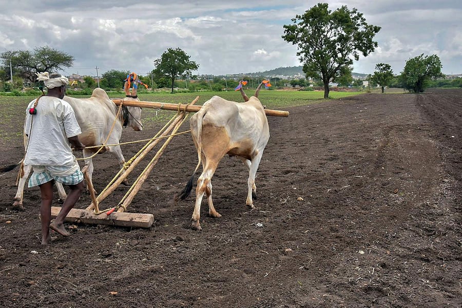 Between 2008 to 2015, 1.14 lakh farmers took their own lives with a yearly average of 14,255 after reaching a crest of 17,368 in 2009 and a trough of 11,772 by 2013. PTI photo for representation