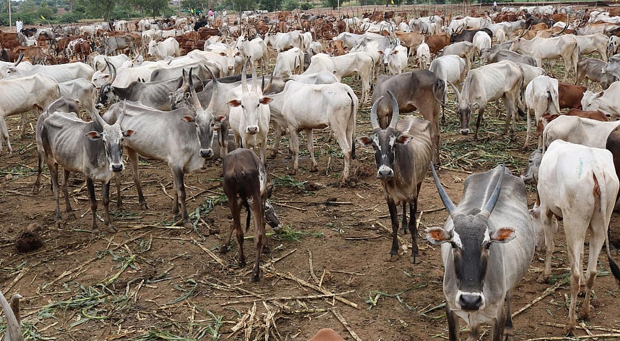 The officials have been asked to make sure the remains of sacrificed animals are not disposed off in ponds, rivers or thrown in drains or open grounds. DH File Phoro for representation purpose