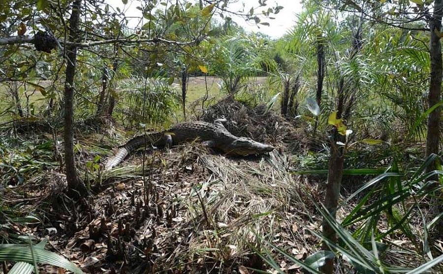 Estuarine Crocodile Nest. Photo via Twitter @dfomangrovefdwl