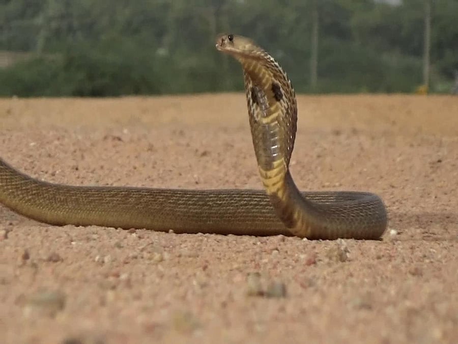 At least two drug addicts during their course of medical treatment in Chandigarh confessed to psychiatrists that they would get the venomous bite of Cobra snake on their tongue to get a high