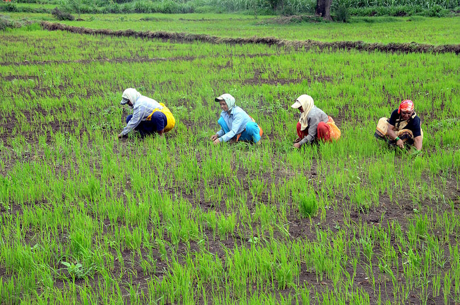 Sowing picked up early in most parts of the state this year, thanks to the copious rainfall. dh file photo