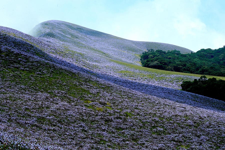 Shades of violet at Rajamala. Courtesy: Kerala Tourism Website
