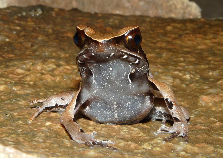 Megophrys oreocrypta, immature, from Meghalaya.