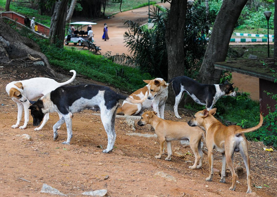 ನಗರದ ಲಾಲ್‌ಬಾಗ್‌ನ