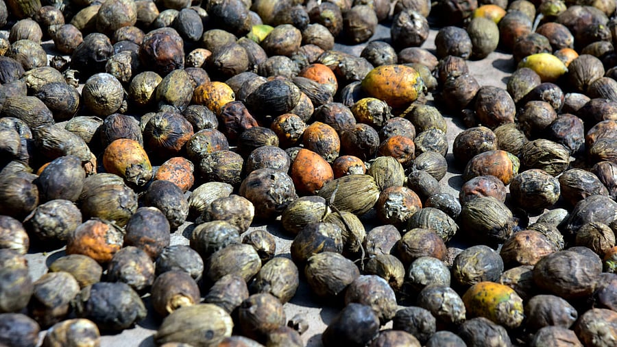 Karnataka accounts for 40-50% of betel nut production in India.